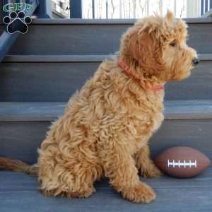Hunter, Mini Goldendoodle Puppy